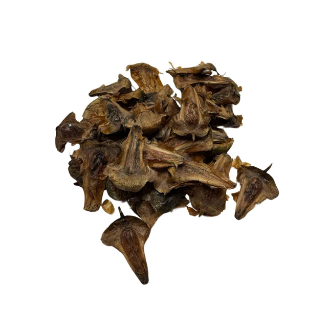 Nasiona Araukarii Kolumnowej - Araucaria Columnaris