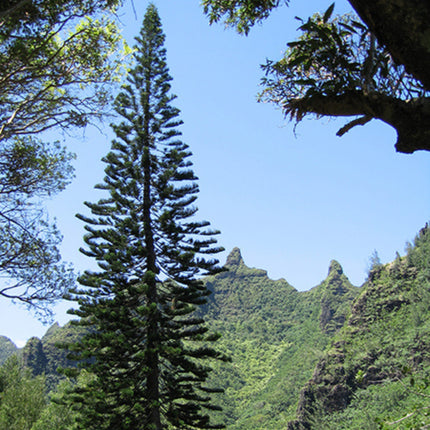 Nasiona Araukarii Kolumnowej - Araucaria Columnaris