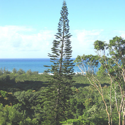 Nasiona Araukarii Kolumnowej - Araucaria Columnaris