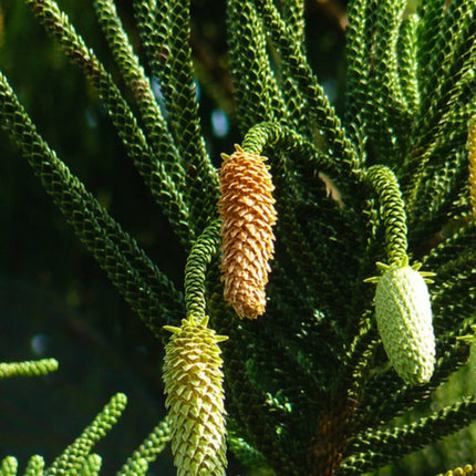 Nasiona Araukarii Kolumnowej - Araucaria Columnaris