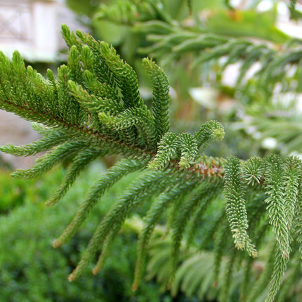 Nasiona Araukarii Kolumnowej - Araucaria Columnaris