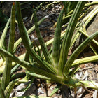 Nasiona Sansevierii Pearsonii (Dracaena pearsonii)