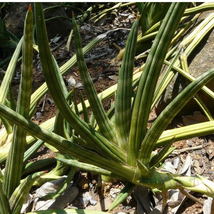 Nasiona Sansevierii Pearsonii - Dracaena Pearsonii