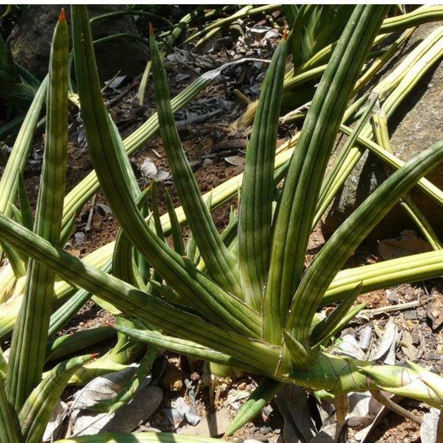 Nasiona Sansevierii Pearsonii - Dracaena Pearsonii