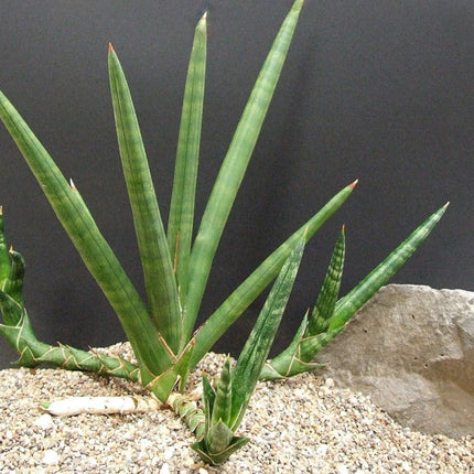 Nasiona Sansevierii Pearsonii - Dracaena Pearsonii