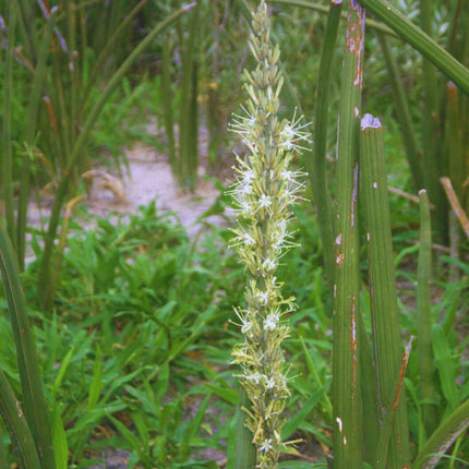 Nasiona Sansevierii Pearsonii - Dracaena Pearsonii