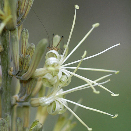 Nasiona Sansevierii Pearsonii - Dracaena Pearsonii