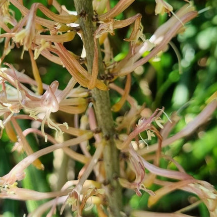 Nasiona Sansevierii Pearsonii - Dracaena Pearsonii