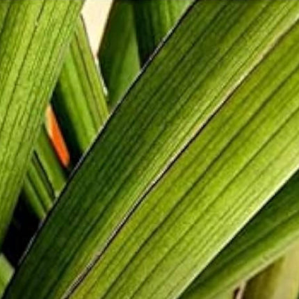 Nasiona Sansevierii Pearsonii - Dracaena Pearsonii
