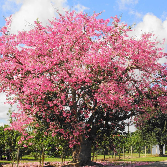 Nasiona Puchowca Wspaniałego - Ceiba Speciosa