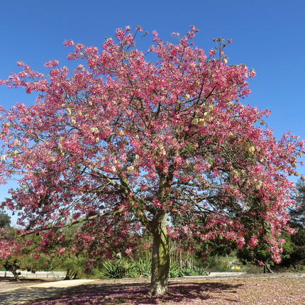 Nasiona Puchowca Wspaniałego - Ceiba Speciosa