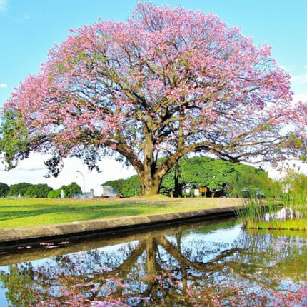 Nasiona Puchowca Wspaniałego - Ceiba Speciosa