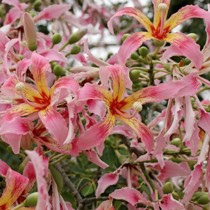 Nasiona Puchowca Wspaniałego - Ceiba Speciosa
