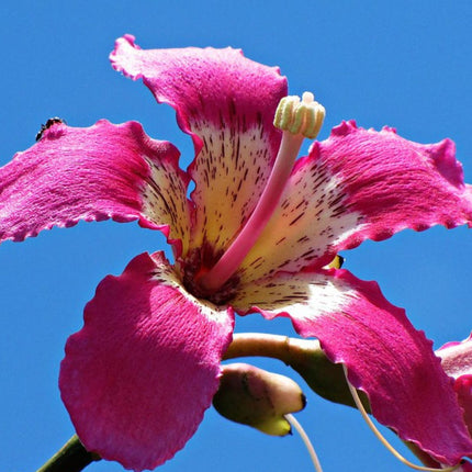 Nasiona Puchowca Wspaniałego - Ceiba Speciosa