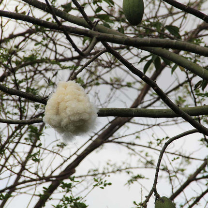 Nasiona Puchowca Wspaniałego - Ceiba Speciosa