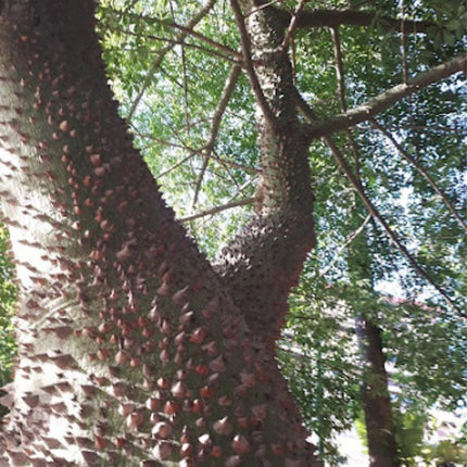 Nasiona Puchowca Wspaniałego - Ceiba Speciosa