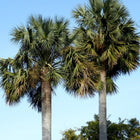 Nasiona Palmy Hispaniola (Sabal domingensis)