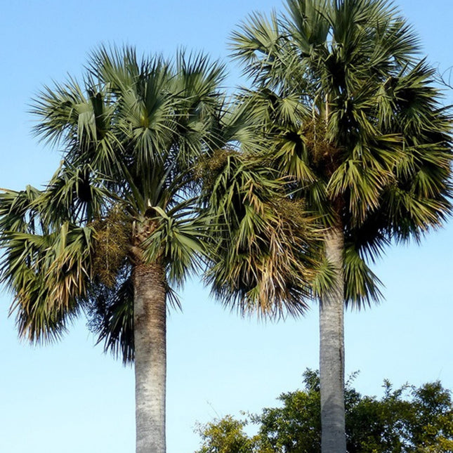 Nasiona Palmy Hispaniola - Sabal Domingensis