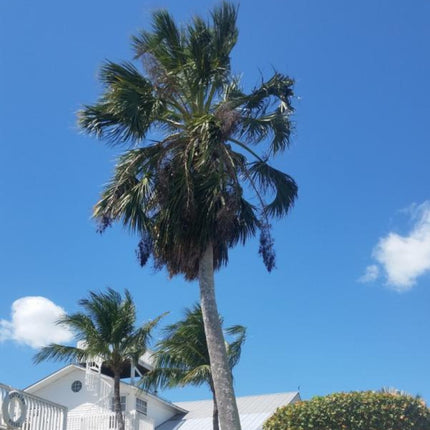 Nasiona Palmy Hispaniola - Sabal Domingensis