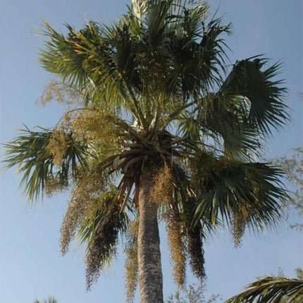 Nasiona Palmy Hispaniola - Sabal Domingensis