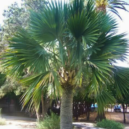 Nasiona Palmy Hispaniola - Sabal Domingensis