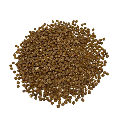Nasiona Srebrnej Trawy Drzewiastej - Dasylirion Cedrosanum