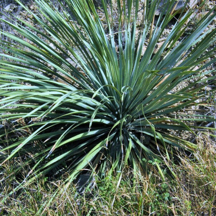 Nasiona Srebrnej Trawy Drzewiastej - Dasylirion Cedrosanum