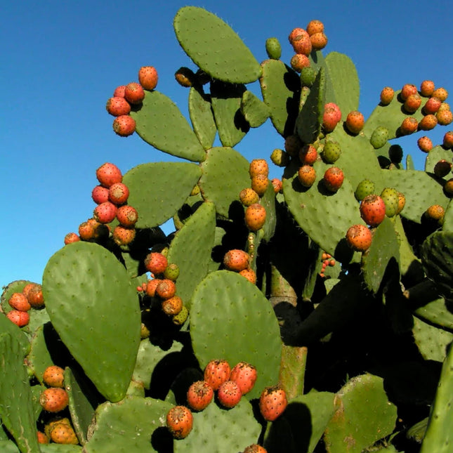 Nasiona Opuncji Figowej - Opuntia Ficus-Indica