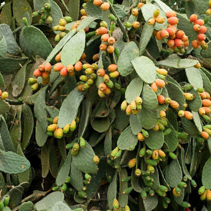 Nasiona Opuncji Figowej - Opuntia Ficus-Indica