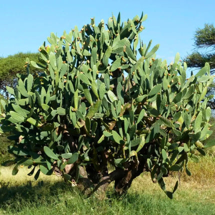 Nasiona Opuncji Figowej - Opuntia Ficus-Indica