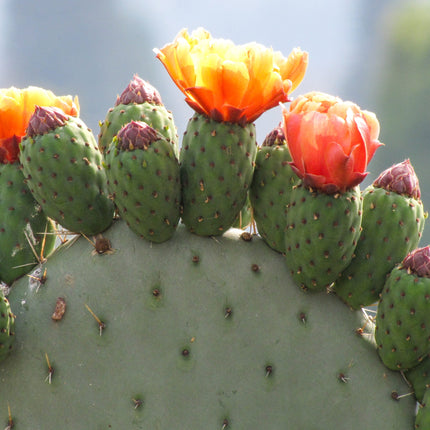 Nasiona Opuncji Figowej - Opuntia Ficus-Indica