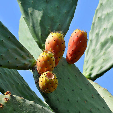 Nasiona Opuncji Figowej - Opuntia Ficus-Indica