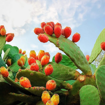 Nasiona Opuncji Figowej - Opuntia Ficus-Indica