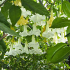 Nasiona Bielunia Białego Drzewiastego (Brugmansia arborea)