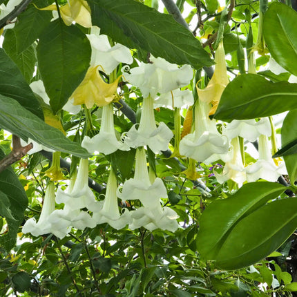 Nasiona Bielunia Białego Drzewiastego - Brugmansia Arborea
