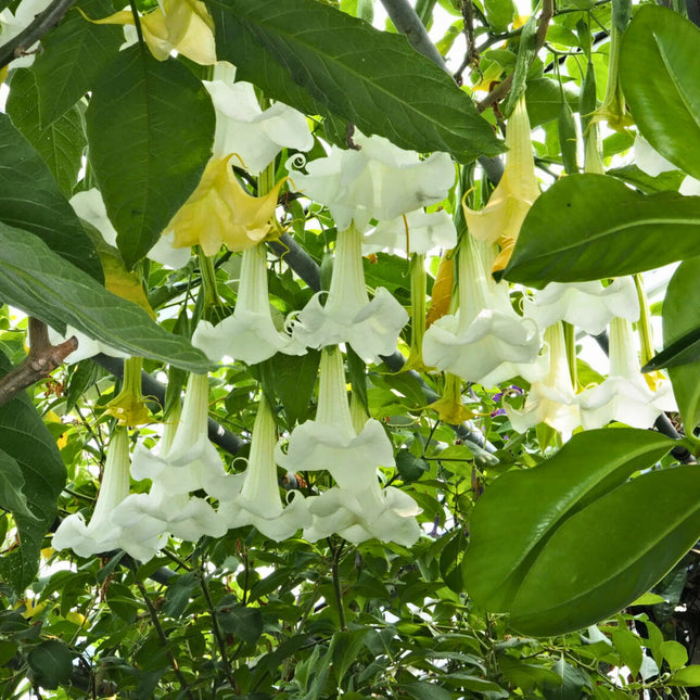 Nasiona Bielunia Białego Drzewiastego - Brugmansia Arborea