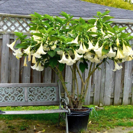 Nasiona Bielunia Białego Drzewiastego - Brugmansia Arborea