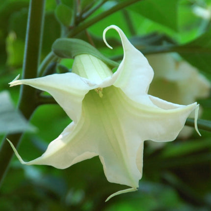 Nasiona Bielunia Białego Drzewiastego - Brugmansia Arborea