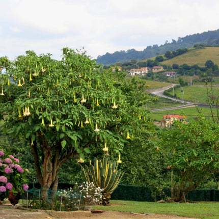 Nasiona Bielunia Białego Drzewiastego - Brugmansia Arborea