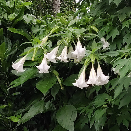 Nasiona Bielunia Białego Drzewiastego - Brugmansia Arborea