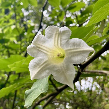 Nasiona Bielunia Białego Drzewiastego - Brugmansia Arborea