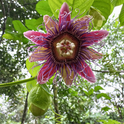 Nasiona Męczennicy Olbrzymiej - Passiflora Quadrangularis