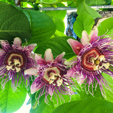Nasiona Męczennicy Olbrzymiej - Passiflora Quadrangularis
