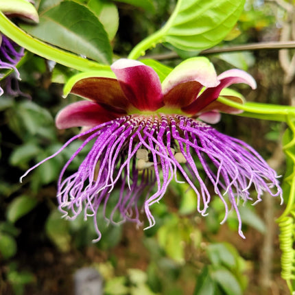 Nasiona Męczennicy Olbrzymiej - Passiflora Quadrangularis