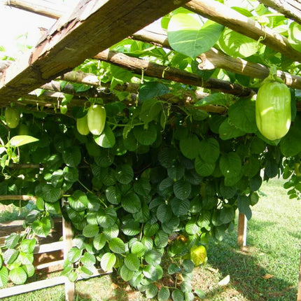 Nasiona Męczennicy Olbrzymiej - Passiflora Quadrangularis