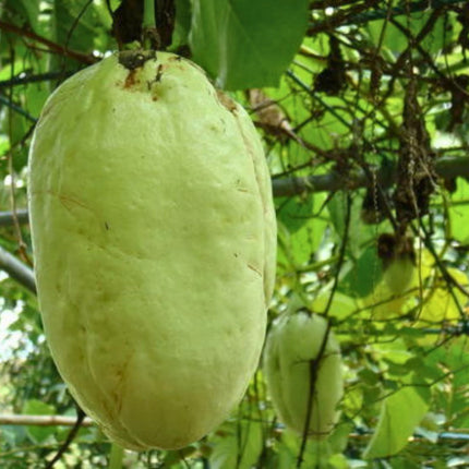 Nasiona Męczennicy Olbrzymiej - Passiflora Quadrangularis