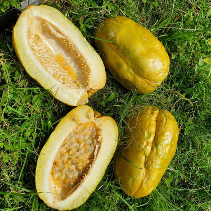 Nasiona Męczennicy Olbrzymiej - Passiflora Quadrangularis