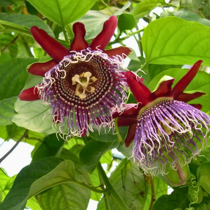 Nasiona Męczennicy Olbrzymiej - Passiflora Quadrangularis