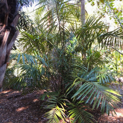 Nasiona Arengi Australijskiej - Arenga Australasica