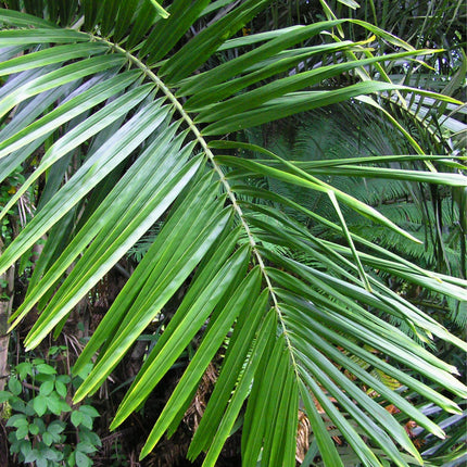Nasiona Arengi Australijskiej - Arenga Australasica